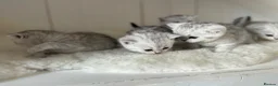British Shorthair cats for sale: Stunning Snow Spot Kittens  - Advert 3