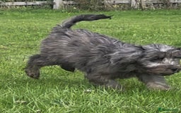 Cockapoo dogs for sale: F1 unique cockerpoo pups  - Image 12