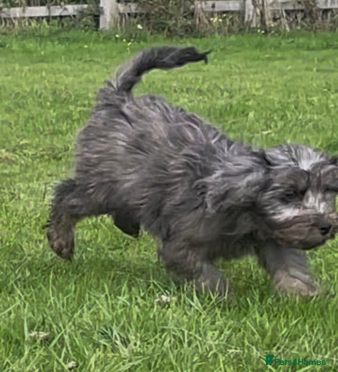 Cockapoo dogs for sale: F1 unique cockerpoo pups  - Image 12