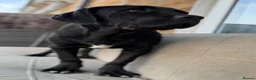 Cane Corso dogs for sale: Beautiful Black Cane Corso Male – 6 Months Old - Advert 7