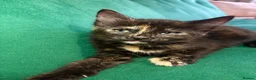 Mixed Breed cats for sale: 3 Beautiful Kittens For Sale in Nottingham - Advert 5