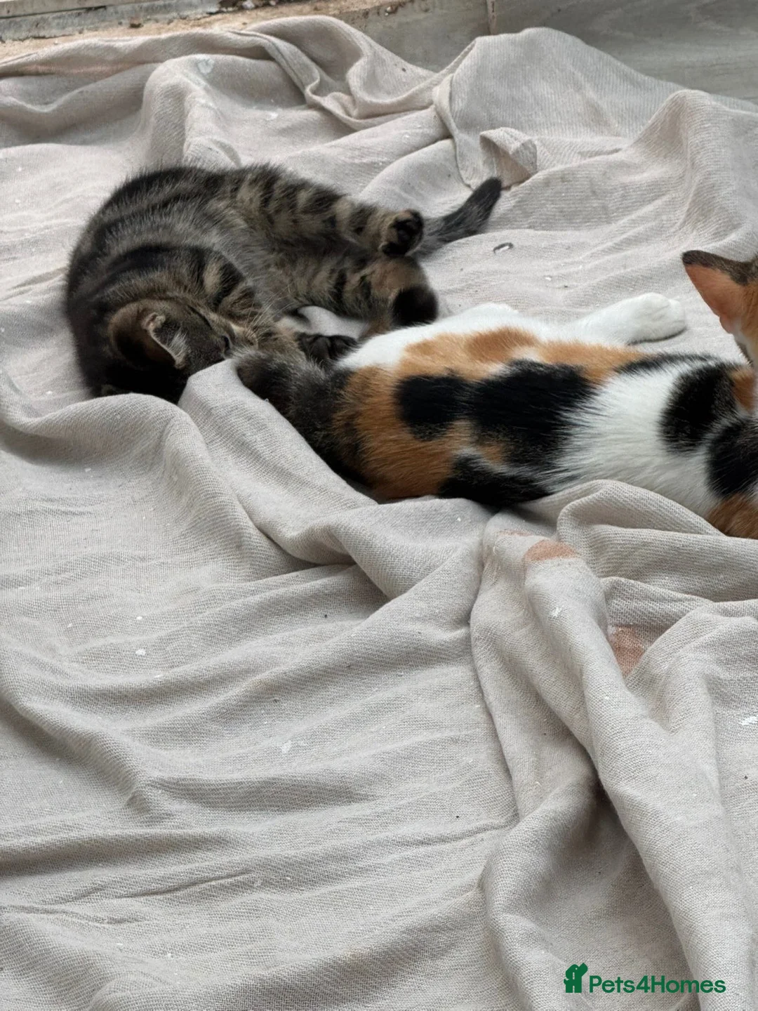 Mixed Breed cats for sale: Last baby Tabby kitten ready to find a new home - Advert 2