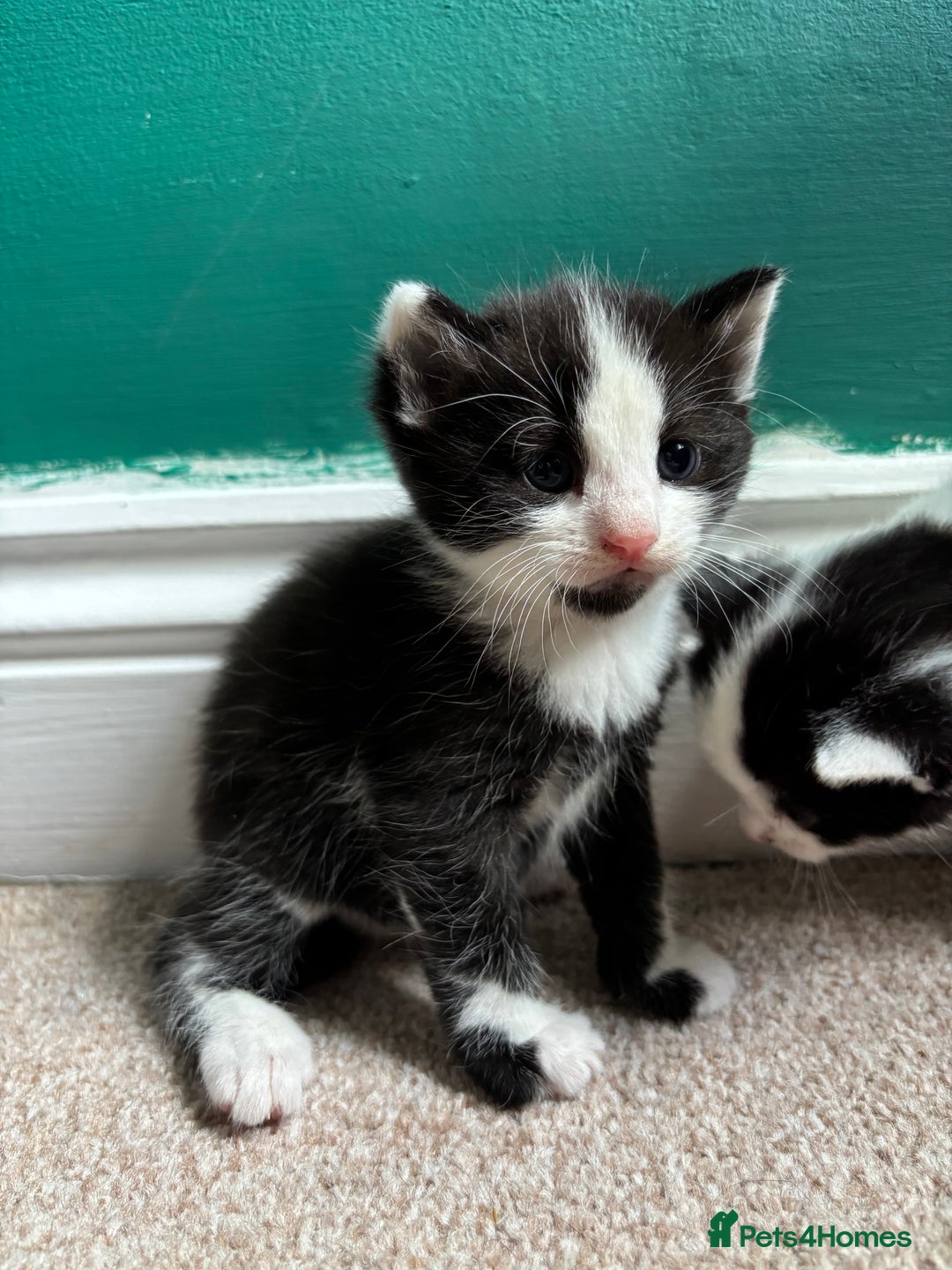 British Longhair cats for sale: Three adorable kittens  - Image 37