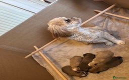 Shih Tzu dogs for sale: 5 beautiful Shih Tzu puppies  - Image 2