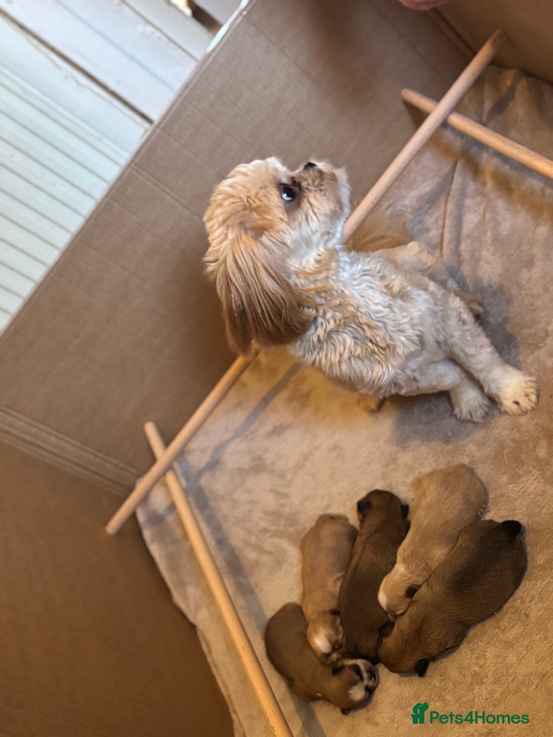 Shih Tzu dogs for sale: 5 beautiful Shih Tzu puppies  - Image 2