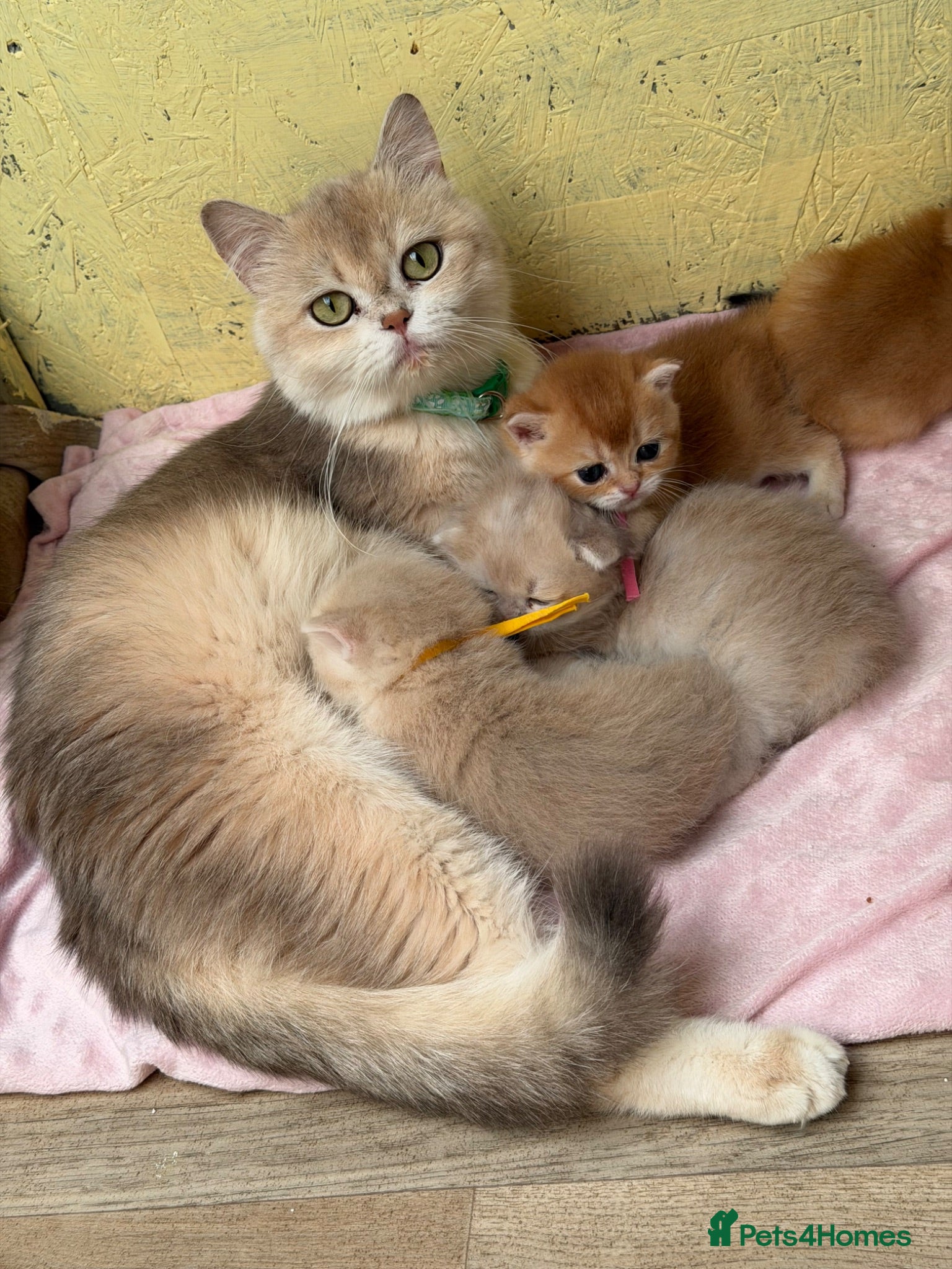 British Shorthair cats British shorthair blue golden kittens GCCF  - Advert 16