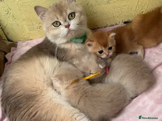 British Shorthair cats British shorthair blue golden kittens GCCF - Advert 16