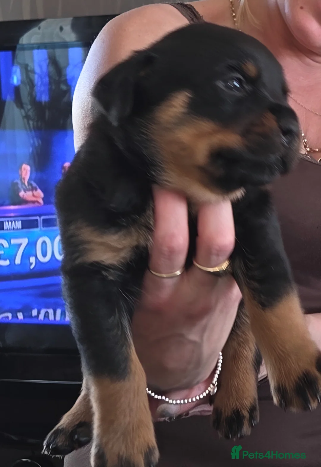 Rottweiler dogs for sale: Litter of beautiful rotty pups - Advert 2