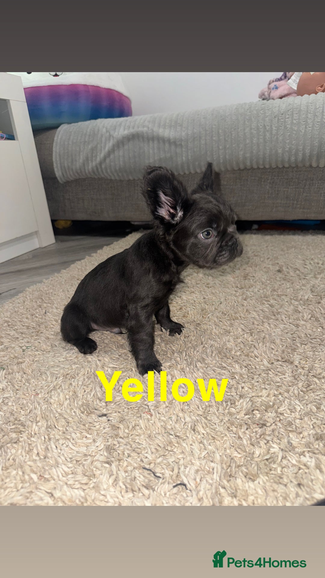 French Bulldog dogs for sale: French bulldog puppies  - Advert 7