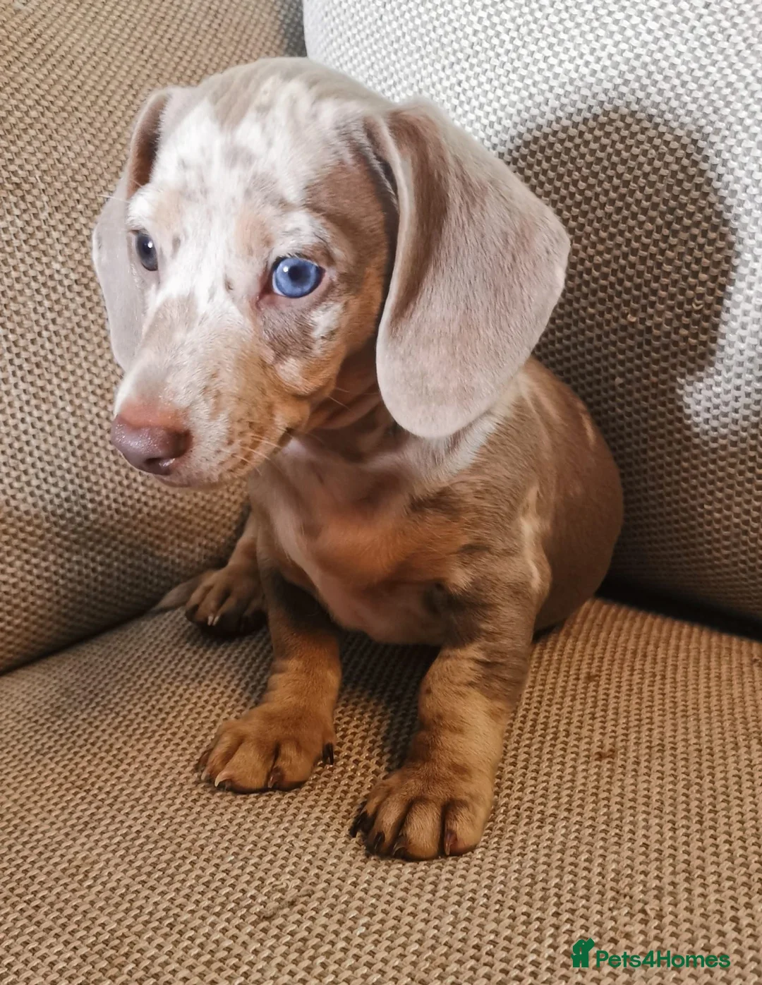 Dachshund dogs for sale: 2 stunning boys left ready to leave now 💙🩵 - Advert 6