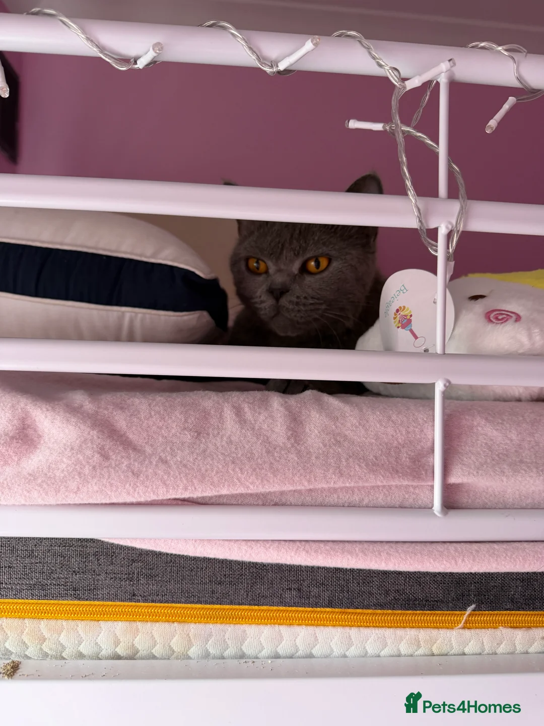 British Shorthair cats for sale: British short fur cat female aged two  - Advert 4