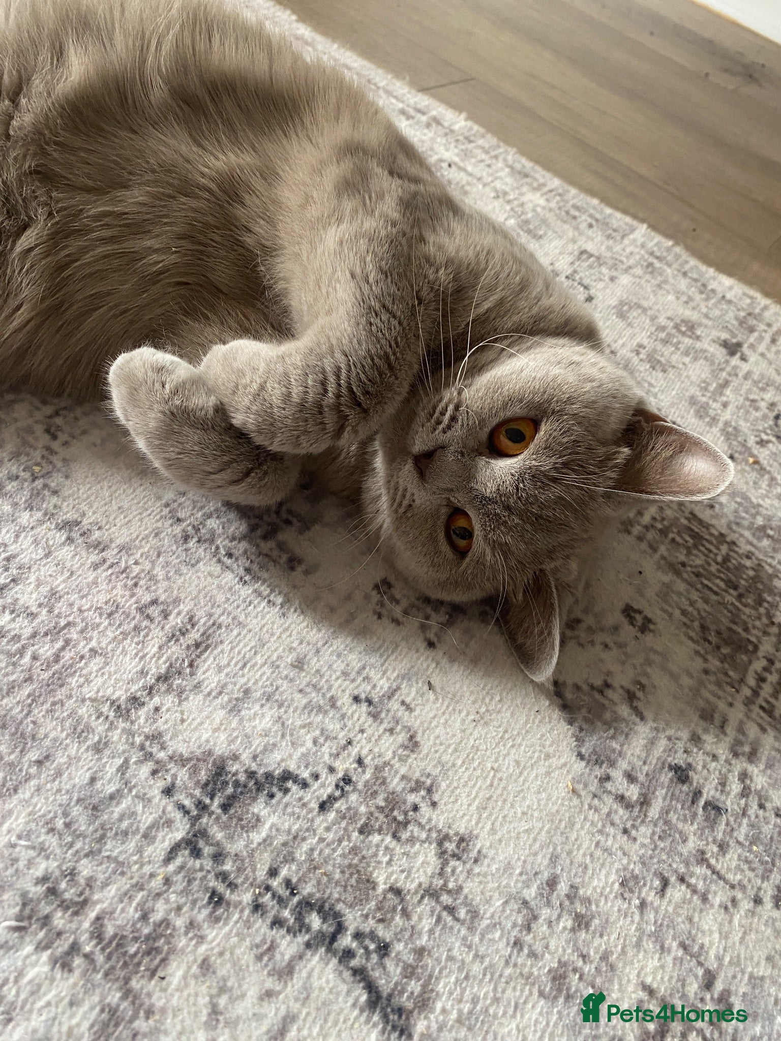 British Shorthair cats ✨Stunning Lilac British Shorthair GCCF ✨ - Advert 1