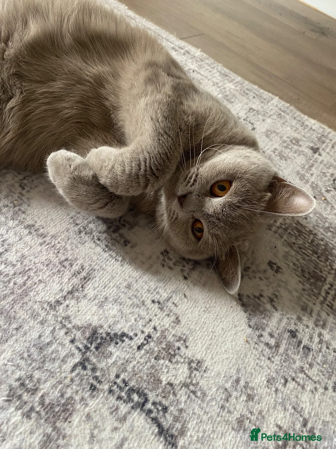 British Shorthair cats for sale: ✨Stunning Lilac British Shorthair GCCF ✨ - Advert 1