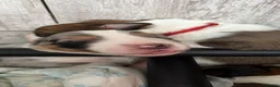 Border Collie dogs for sale: Stunning Show line puppies,various colours  - Advert 4