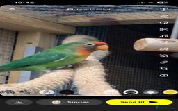 Lovebirds birds for sale: Lovebirds x 8 - Image 5