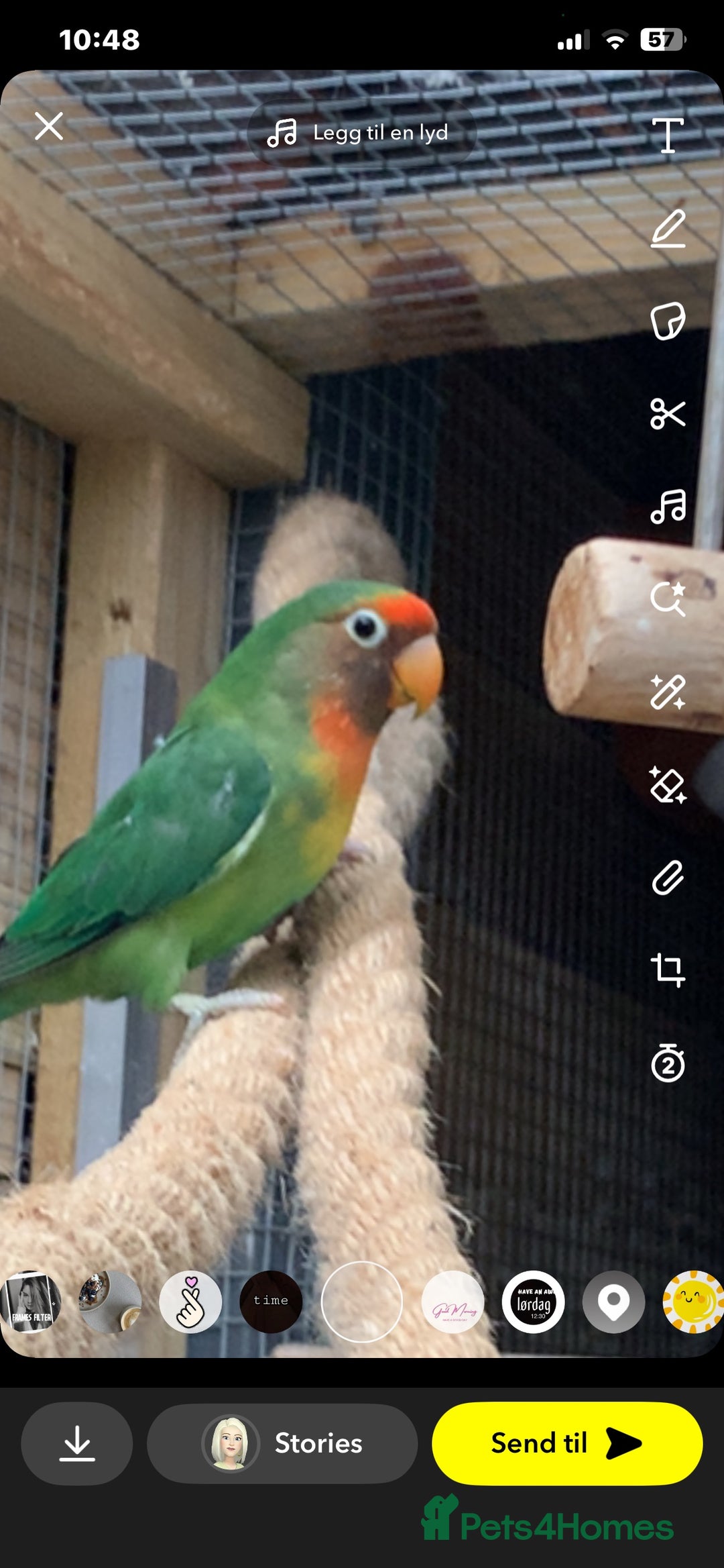 Lovebirds birds for sale: Lovebirds x 8 - Image 5