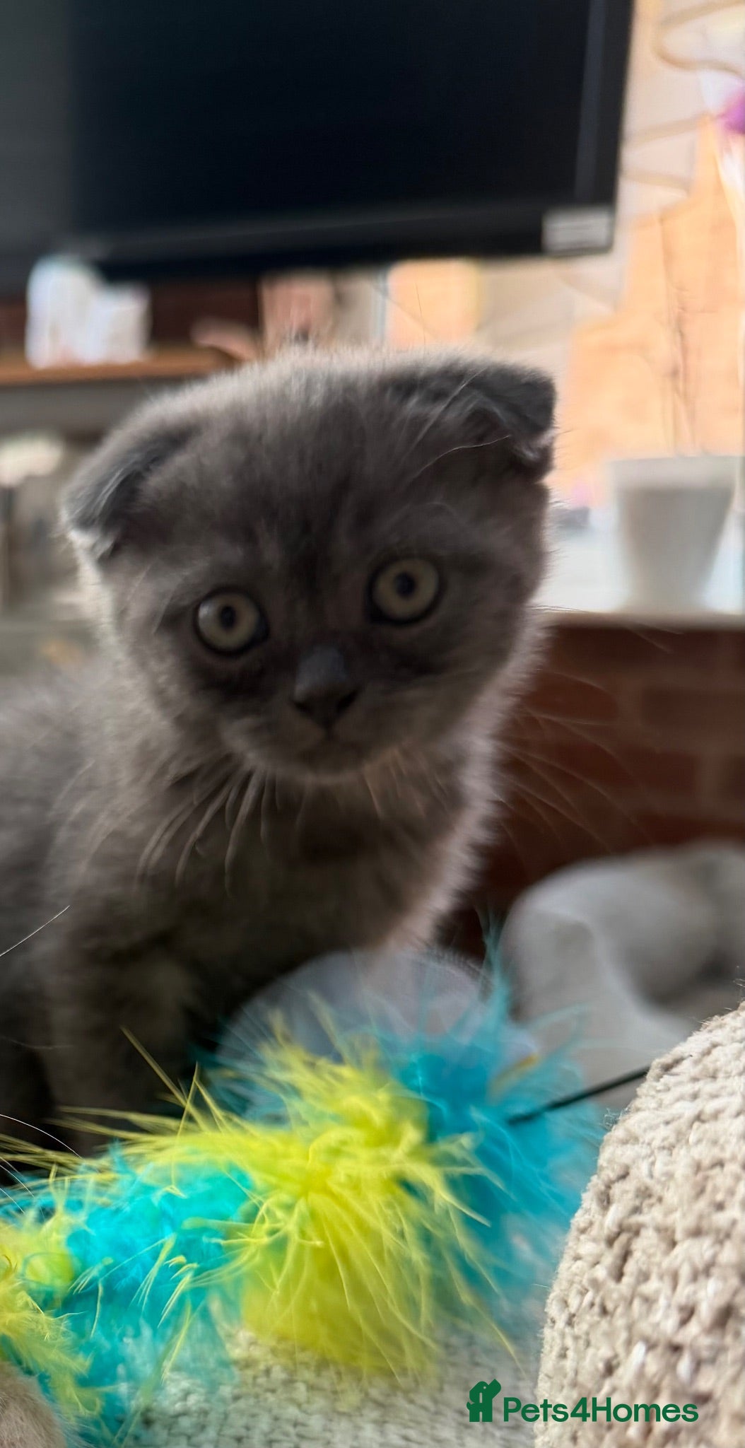 Scottish Fold cats Last  girls ❤️Lovely scotish kittens💕💕💕 - Advert 2