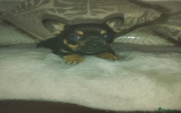 Mixed Breed dogs for sale: French bulldog x chihuahua  - Image 1