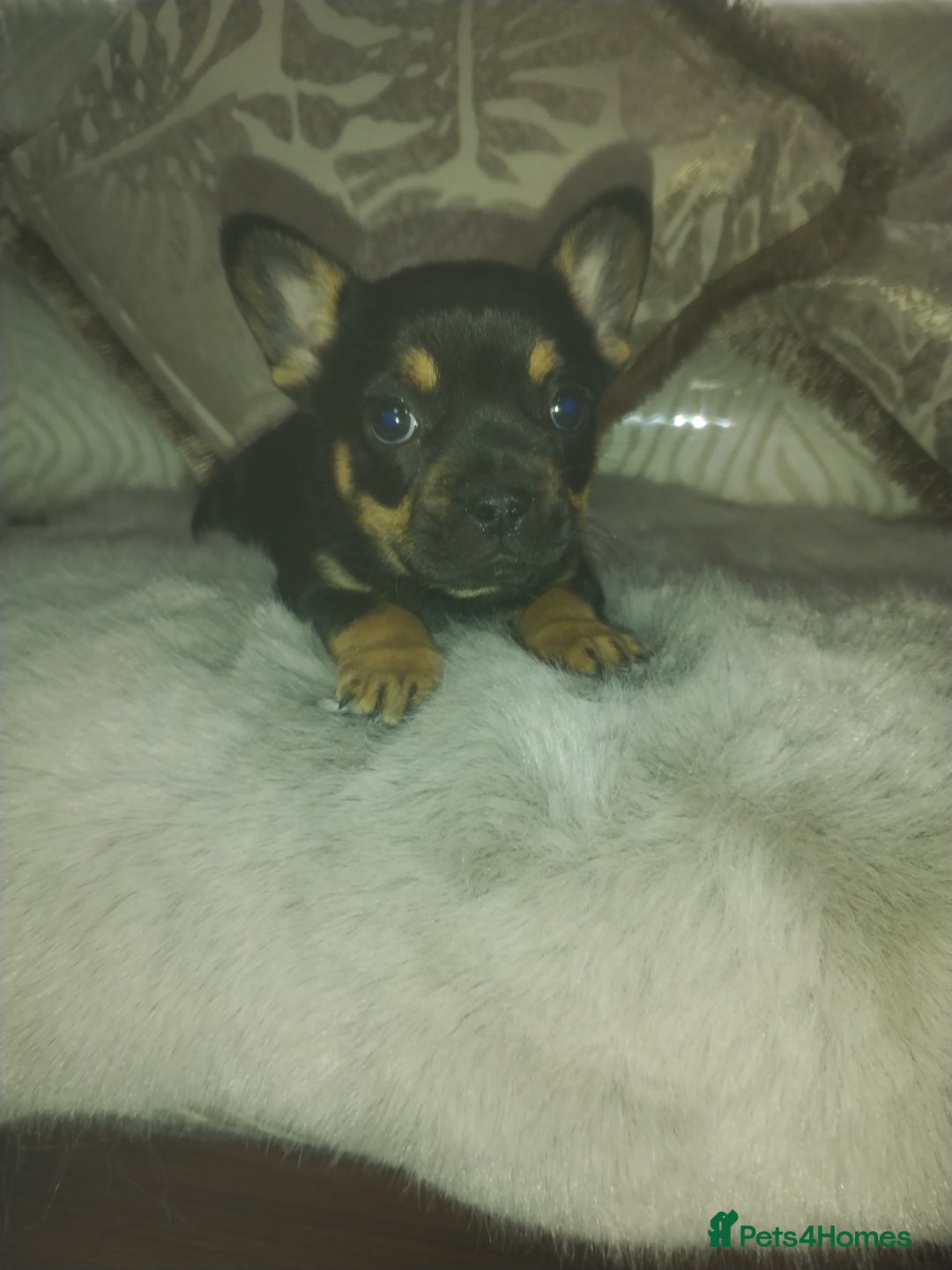 Mixed Breed dogs for sale: French bulldog x chihuahua  - Image 1