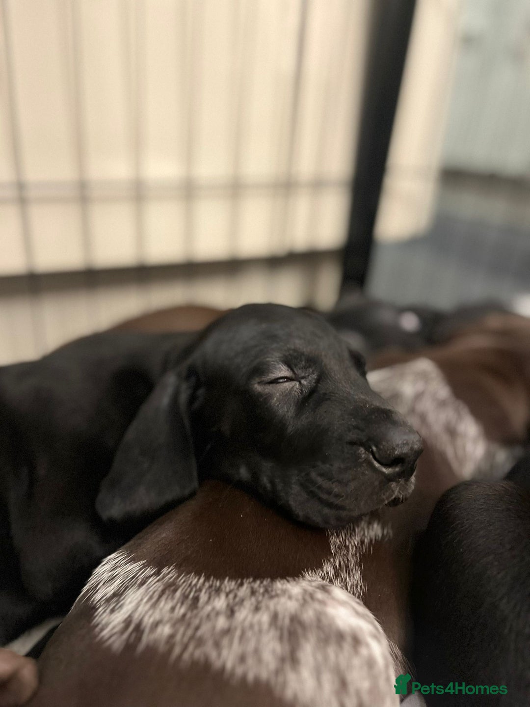 Mixed Breed dogs for sale: Well reared Quality puppies - Advert 13