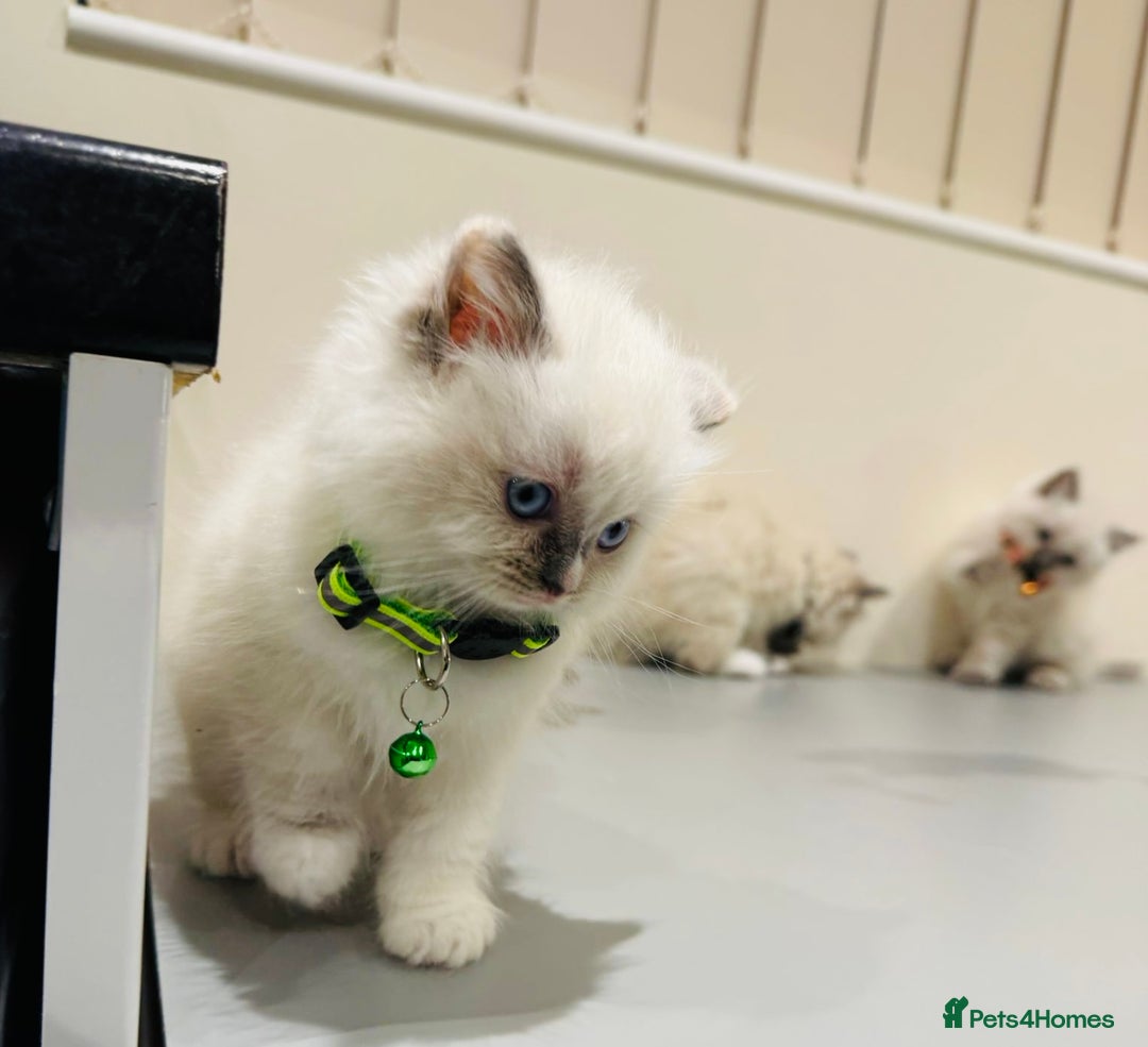 Ragdoll cats for sale: Adorable Pure Ragdoll Kittens - Advert 5