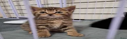 Mixed Breed cats for sale: British Shorthair cross kittens - Advert 2