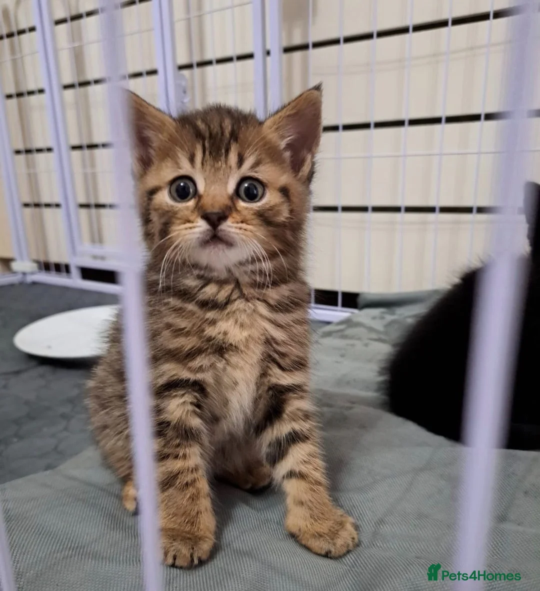 Mixed Breed cats for sale: British Shorthair cross kittens - Advert 2