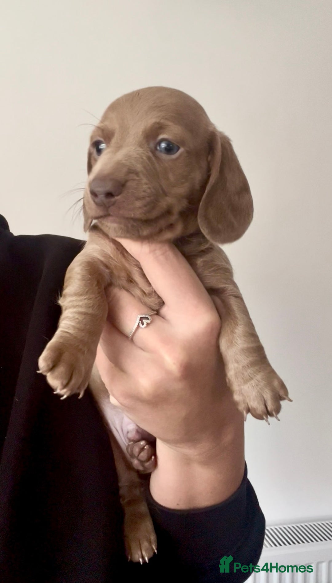 Miniature Dachshund dogs for sale: ✨ REDUCED! 3 OUTSTANDING QUALITY KC PUPS  ✨ - Image 6