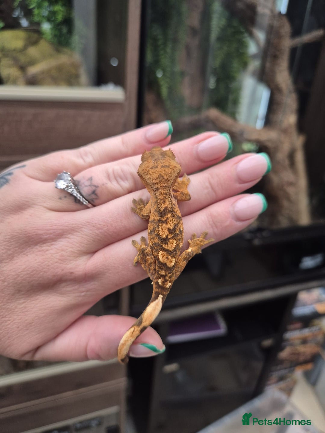 Gecko reptiles for sale: Leopard, gargoyle, chahoua and crested geckos - Advert 8