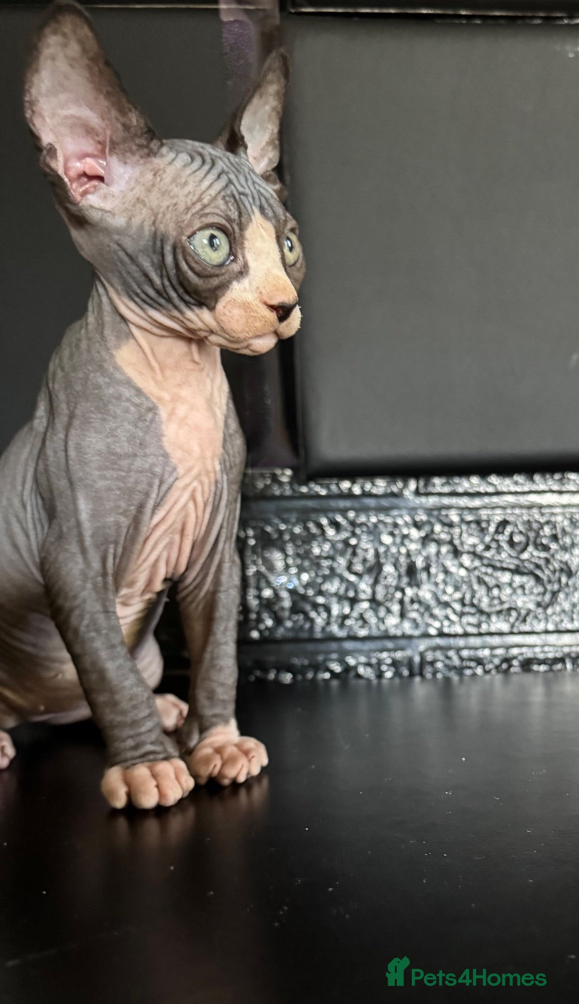 Sphynx cats Sphynx kittens TICA registered  - Advert 1