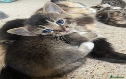 Munchkin cats for sale: Munchkin kittens for sale - Image 22
