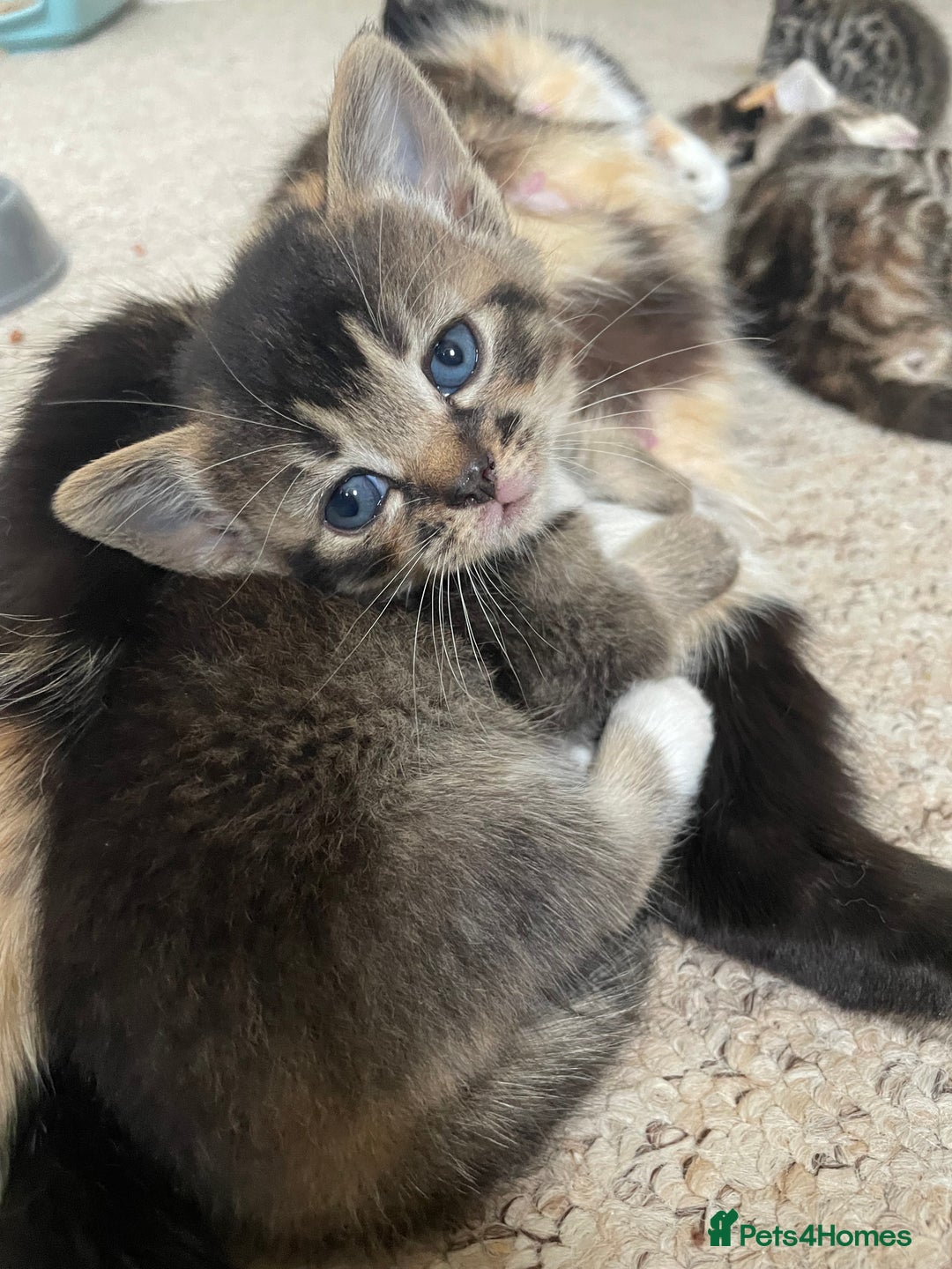 Munchkin cats for sale: Munchkin kittens for sale - Image 22