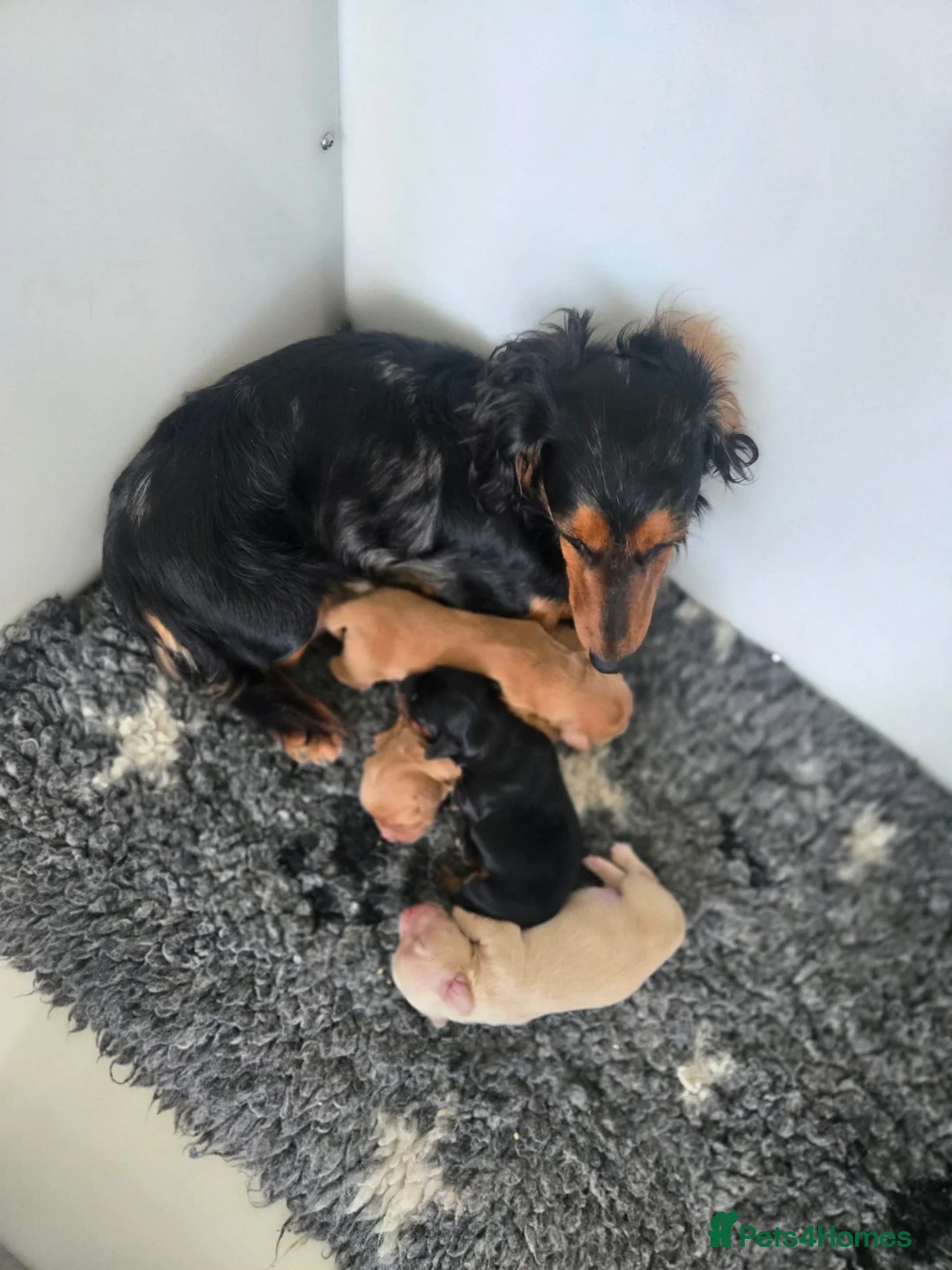 Miniature Dachshund dogs for sale: ❤️KC registered miniature dachshund puppies❤️ - Advert 14