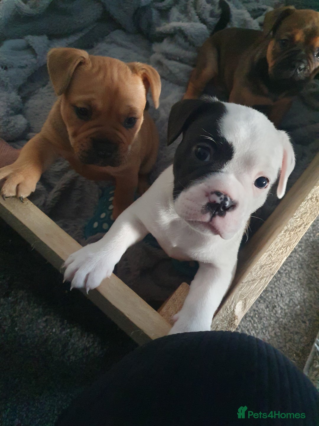Mixed Breed dogs for sale: Oldtyme x french bulldogs - Image 2
