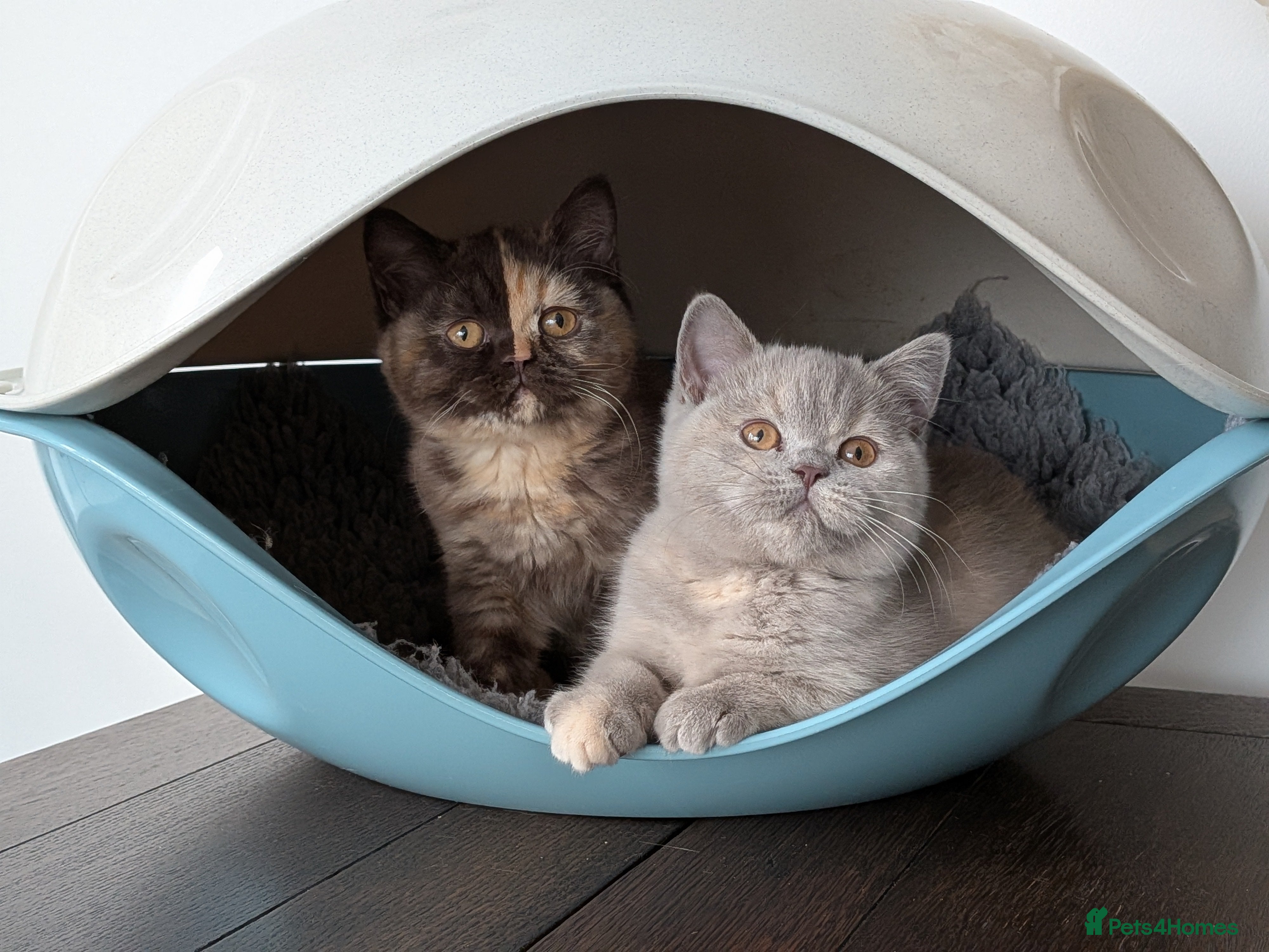 British Shorthair cats British Shorthair kittens GCCF registered  - Advert 9