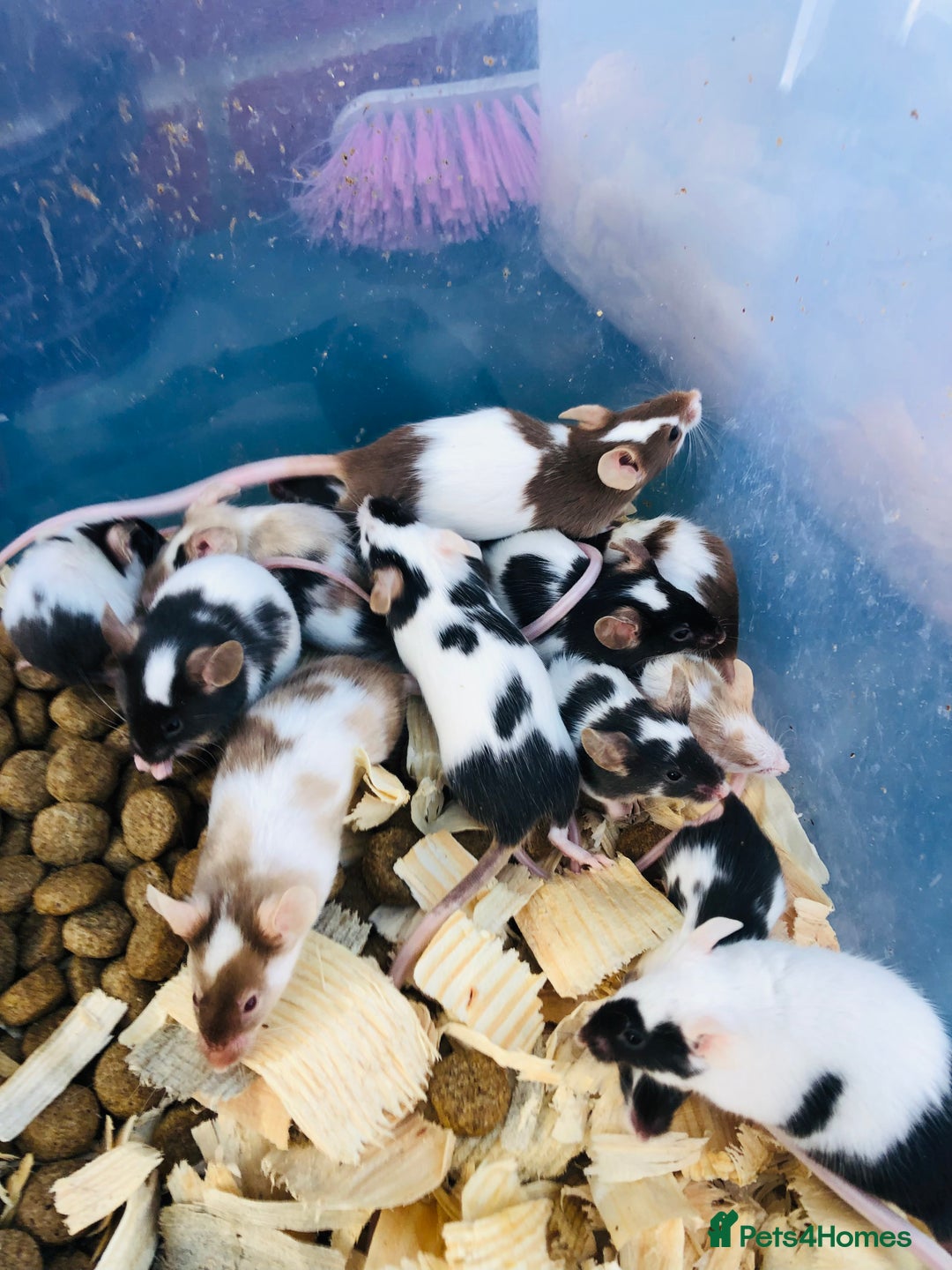 Mouse rodents for sale: Fancy mice for sale  - Advert 1