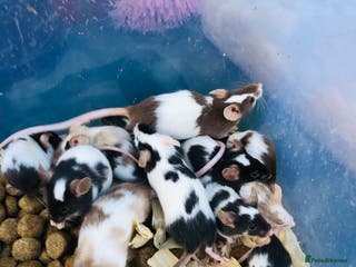Mouse rodents Fancy mice for sale - Advert 7