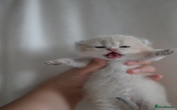British Shorthair cats for sale: Golden Shaded Kittens WCF & TICA Registered - Image 1