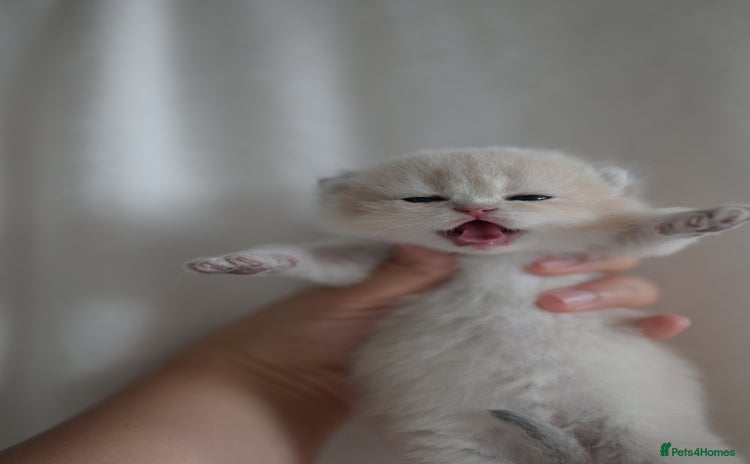 British Shorthair cats - Advert 4