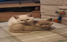 British Shorthair cats for sale: Adorable British short-hair kittens - Image 4