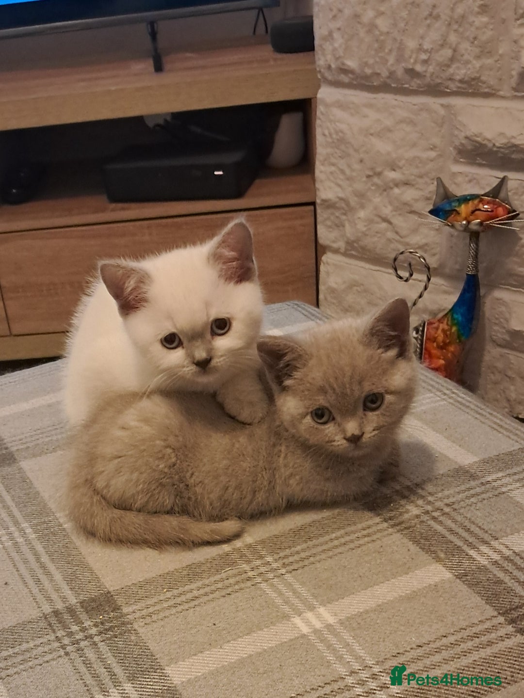 British Shorthair cats for sale: Adorable British short-hair kittens - Image 4
