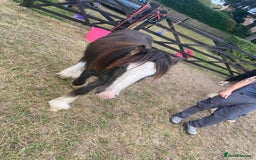 Irish Cob horses for sale: Edwin and chopper  - Image 2