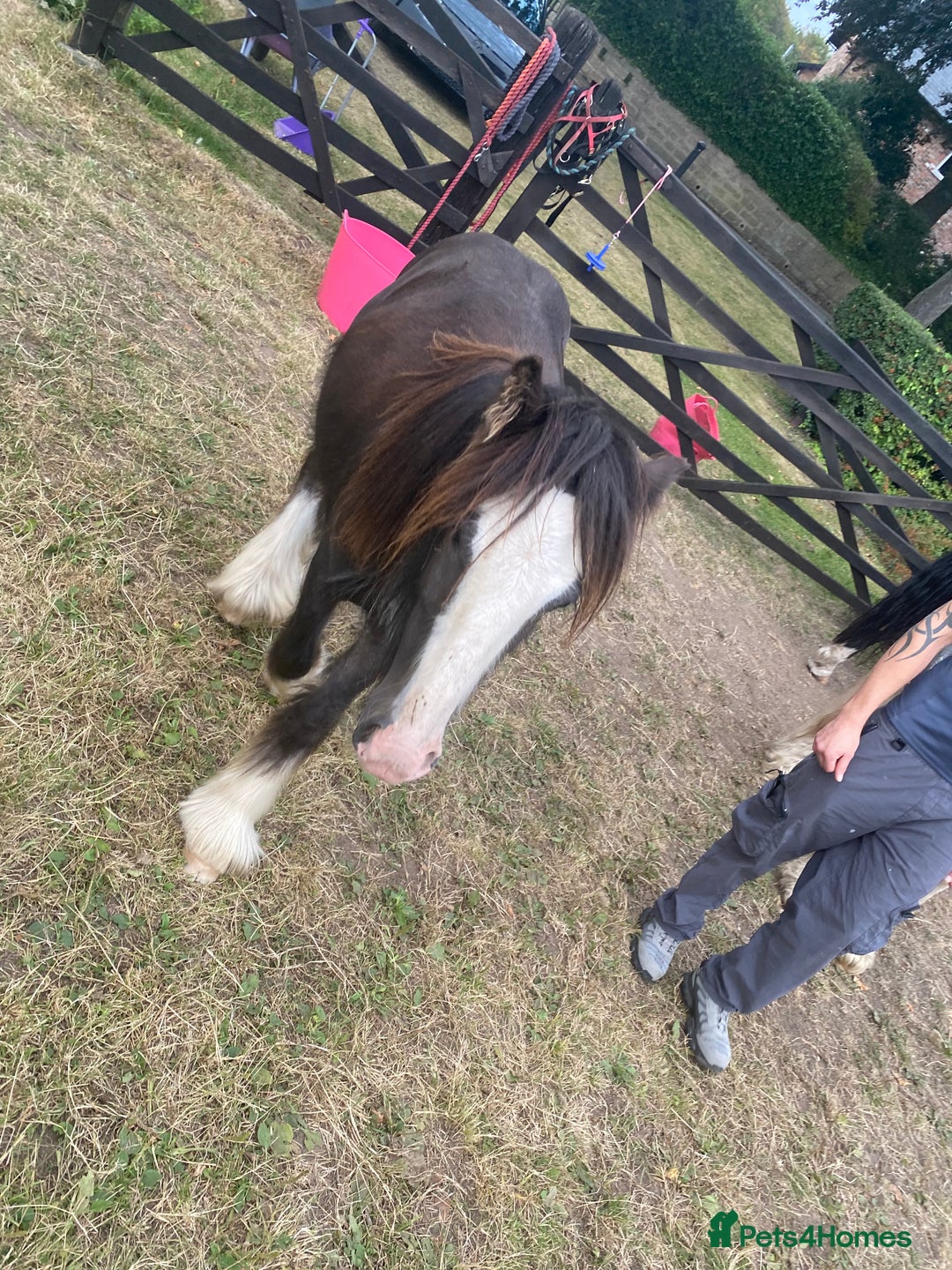 Irish Cob horses for sale: Edwin and chopper  - Image 2