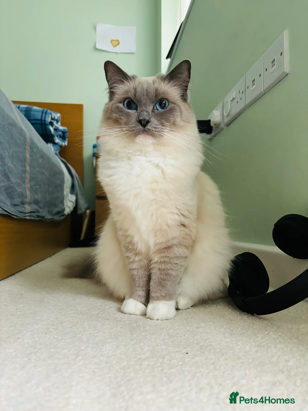 Ragdoll cats for sale: Cutieeeee Ragdoll Kitten - Advert 1