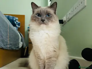 Ragdoll cats Cutieeeee Ragdoll Kitten - Advert 2