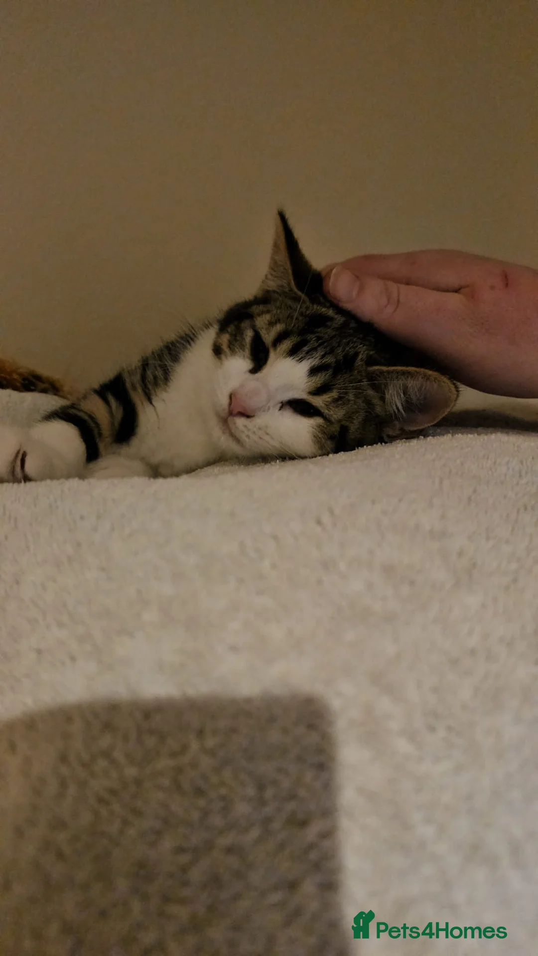 Mixed Breed cats for adoption: A pair of bonded rescue kittens need home to share - Advert 4