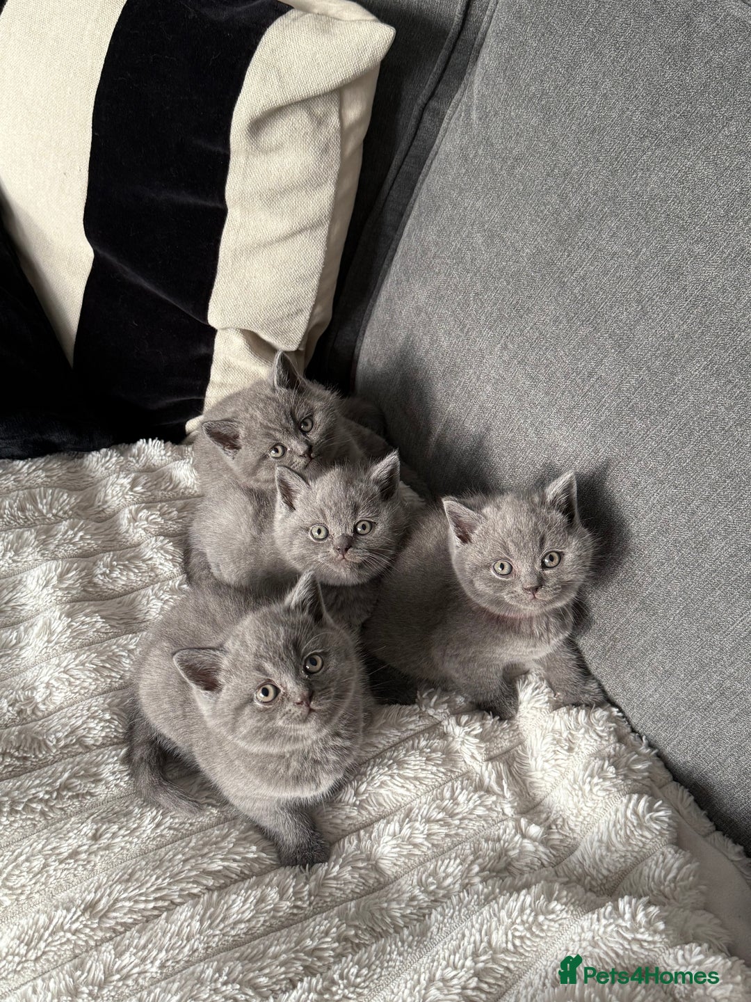 British Shorthair cats for sale: Gorgeous British Shorthair Blue Kittens - Advert 3