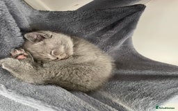 British Shorthair cats for sale: Wonderful, fluffy British Shorthair kittens - Image 9
