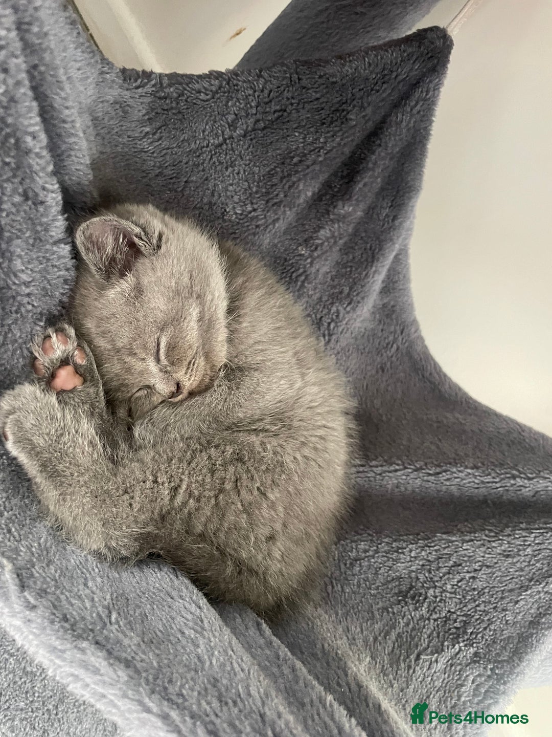 British Shorthair cats for sale: Wonderful, fluffy British Shorthair kittens - Image 9