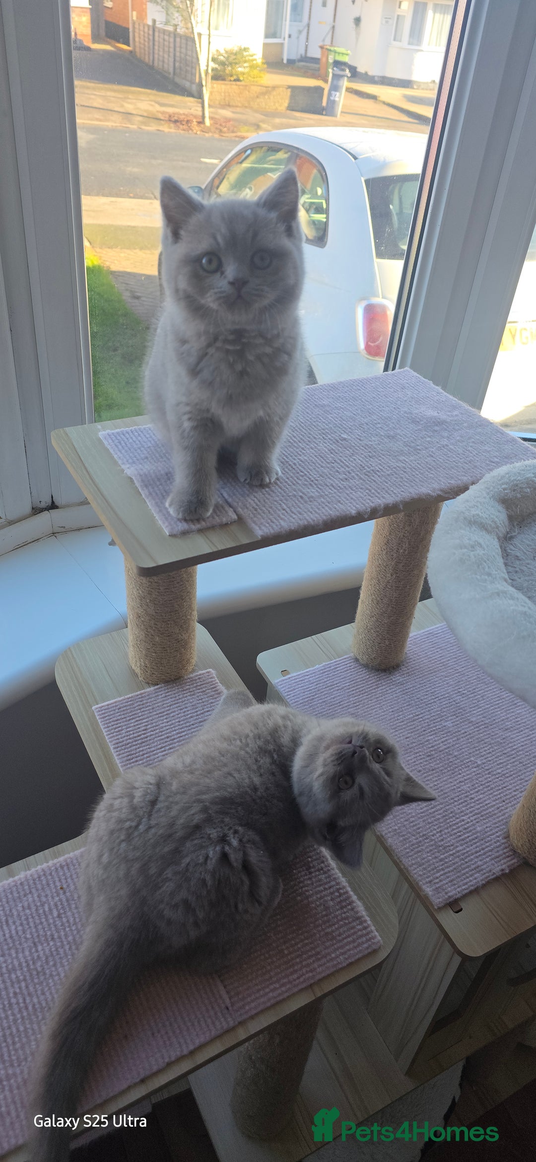 British Shorthair cats for sale: British ShortHair 🐈‍⬛ - Advert 13